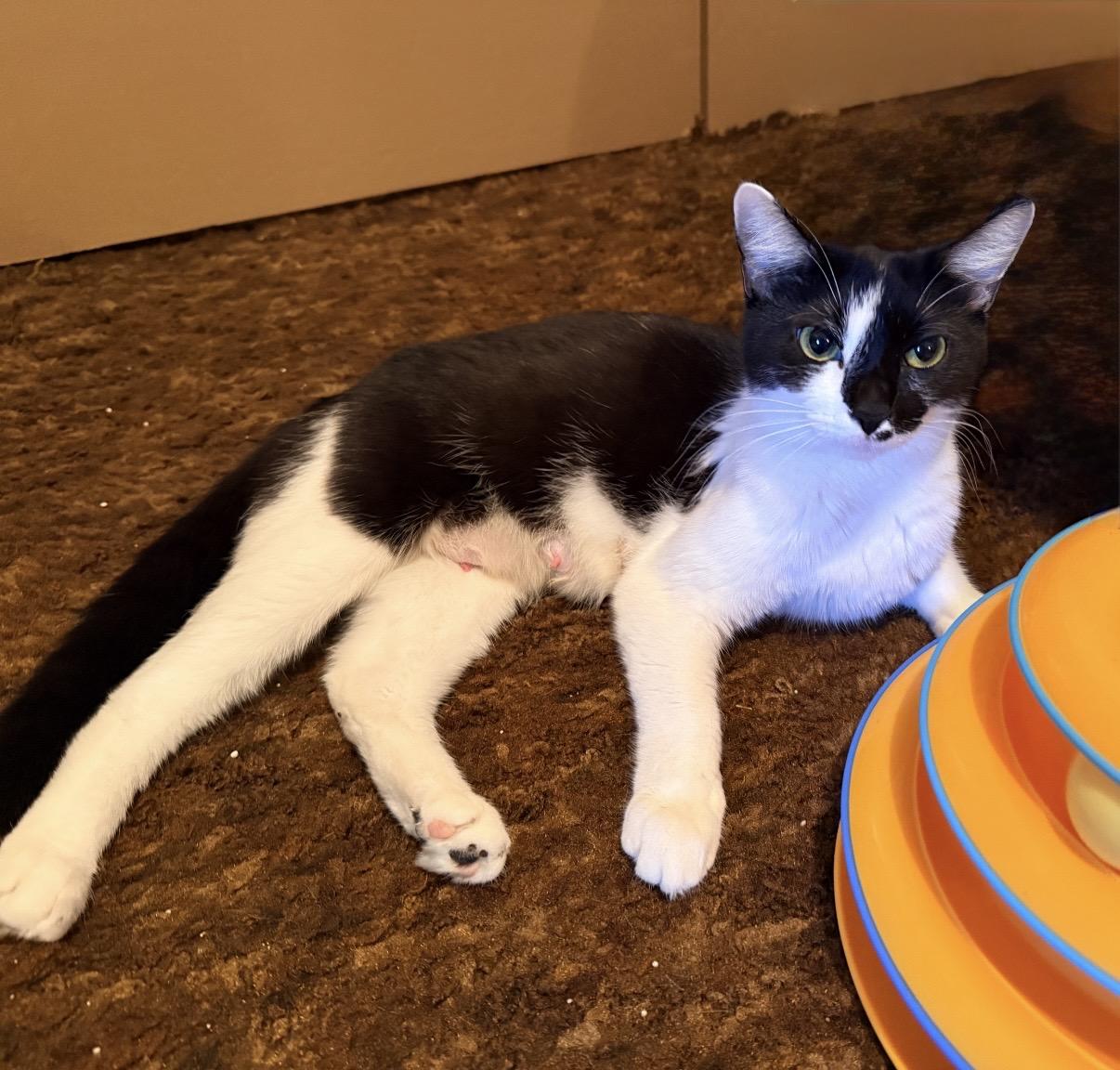 Enlarge Cookie, a Adoptable Domestic Short Hair in Portland, OR image 4/5