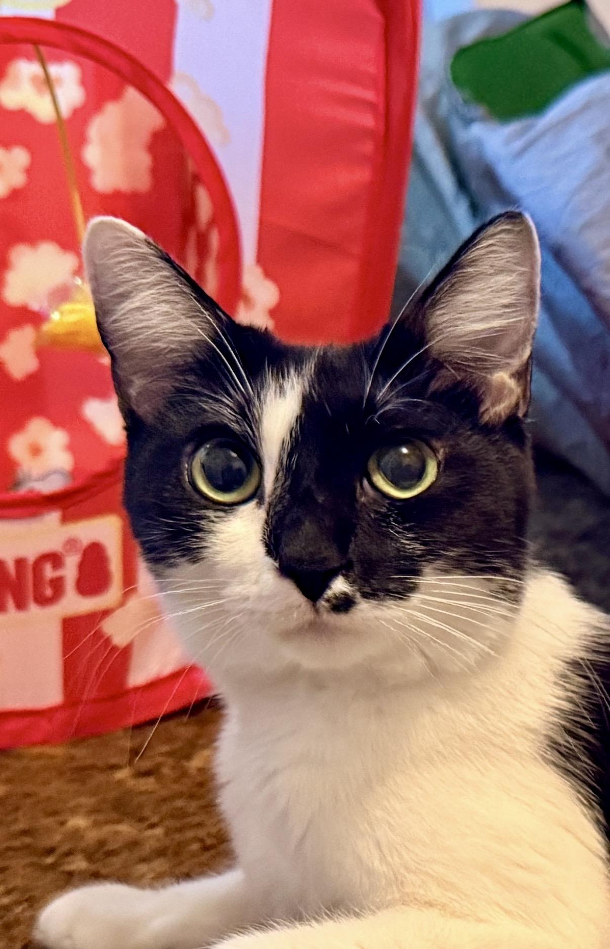 Enlarge Cookie, a Adoptable Domestic Short Hair in Portland, OR image 1/5