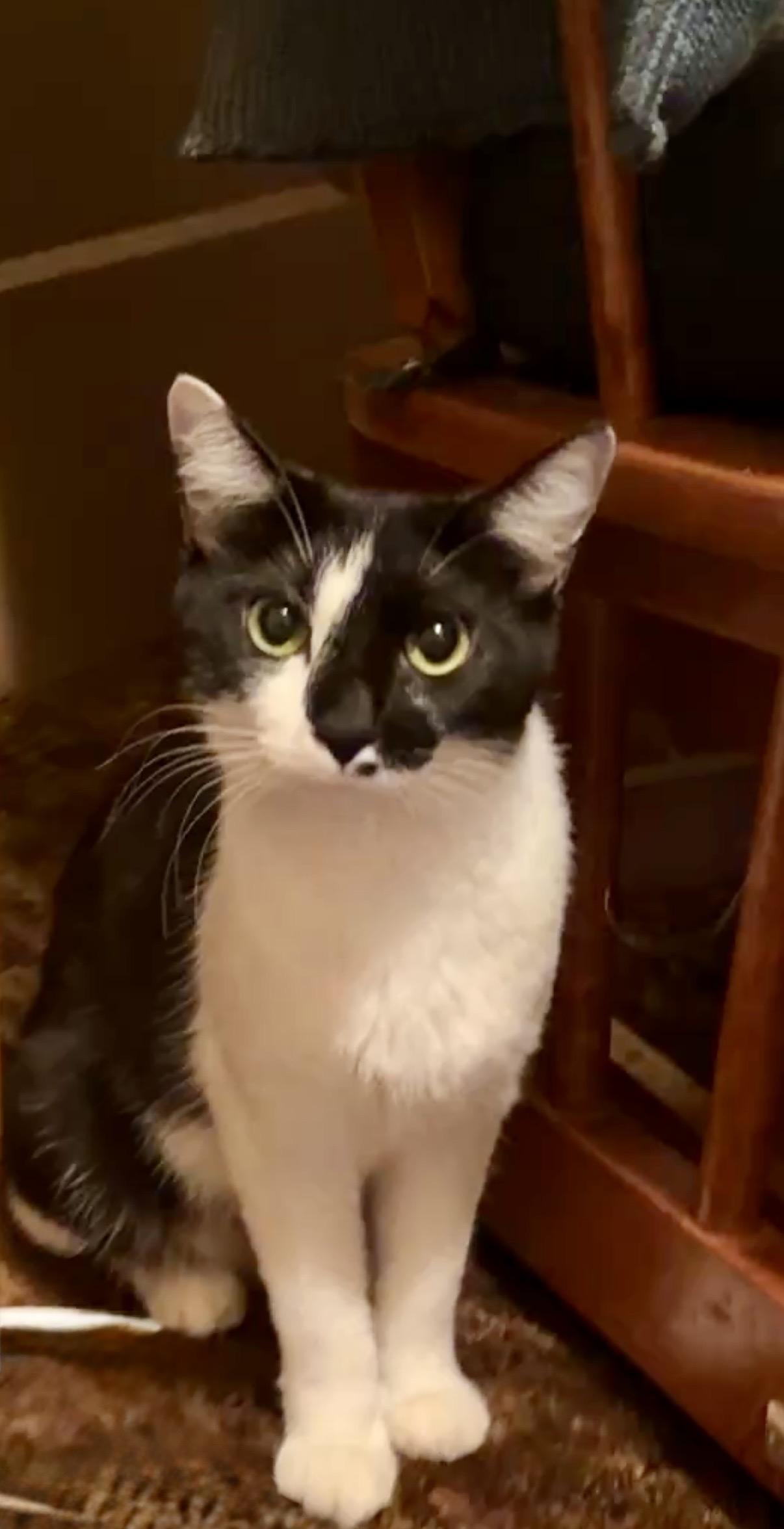 Enlarge Cookie, a Adoptable Domestic Short Hair in Portland, OR image 3/5