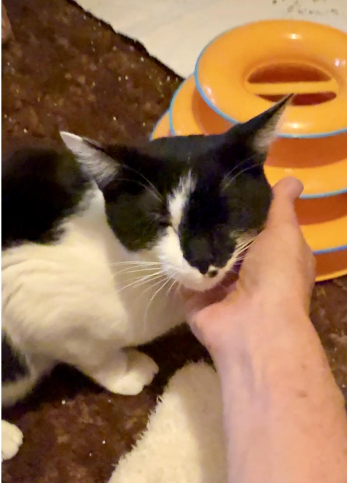 Enlarge Cookie, a Adoptable Domestic Short Hair in Portland, OR image 2/5