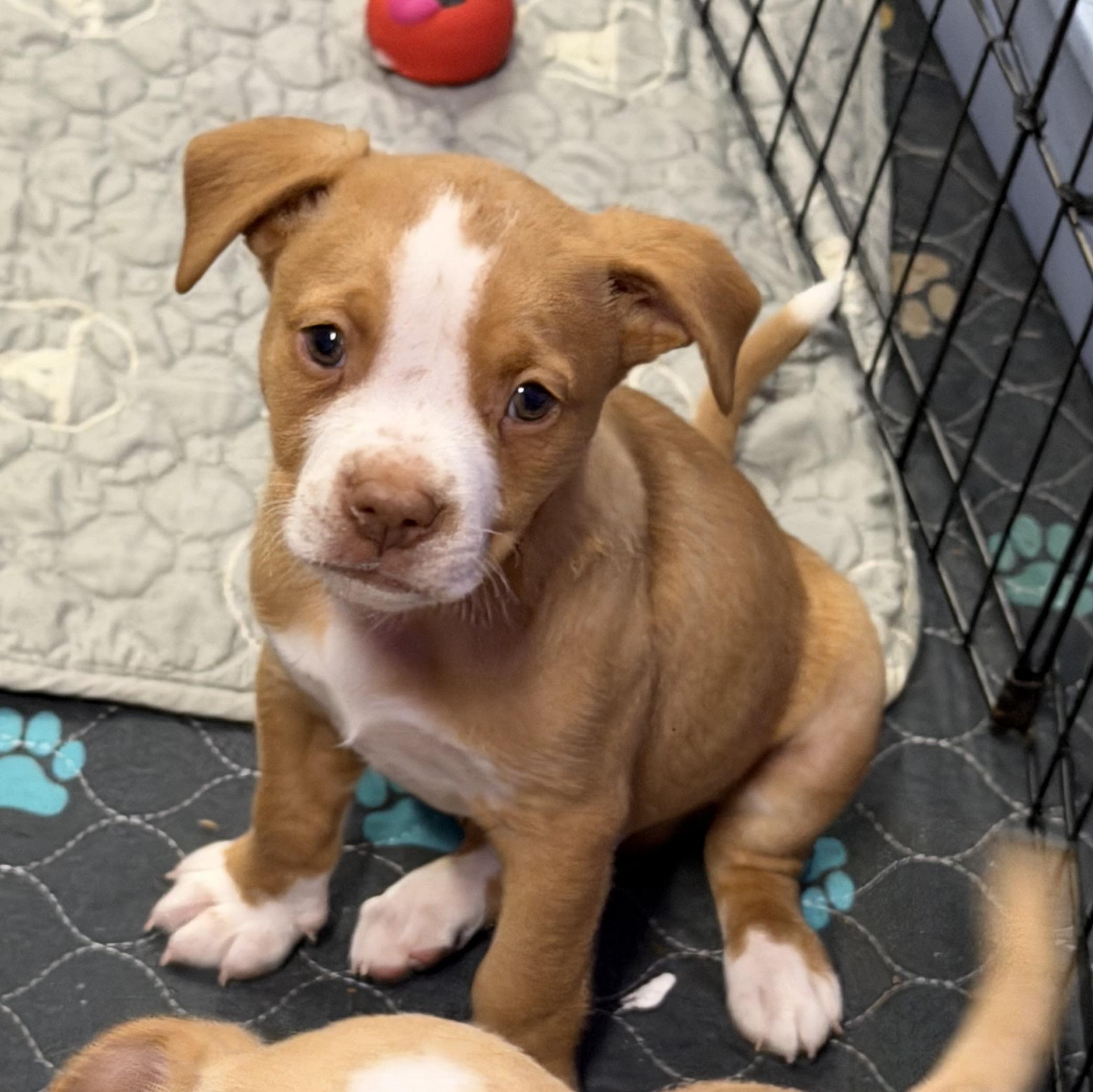Enlarge Rio, an adopted mixed breed in Bettendorf, IA image 1/5