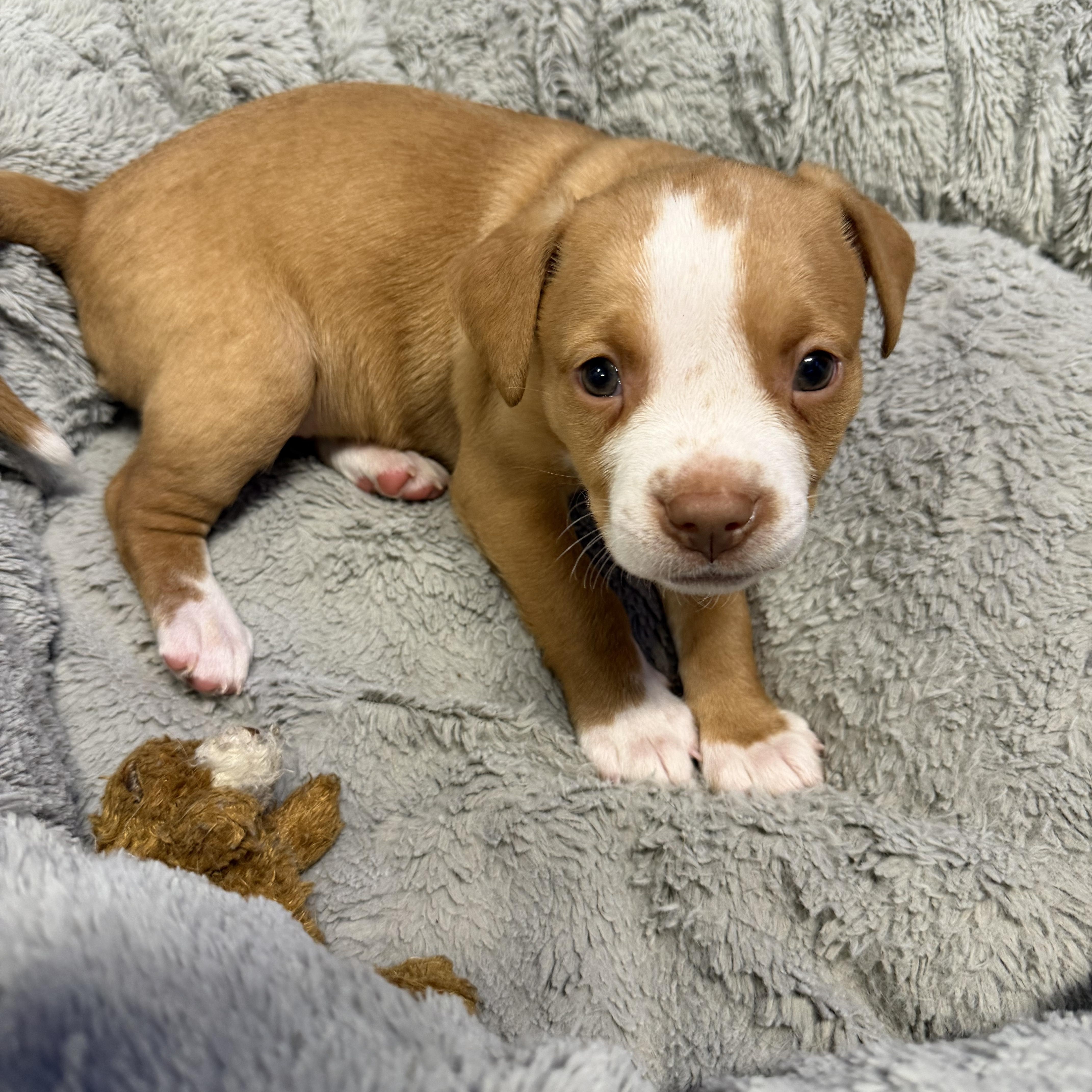 Enlarge Rio, an adopted mixed breed in Bettendorf, IA image 2/5