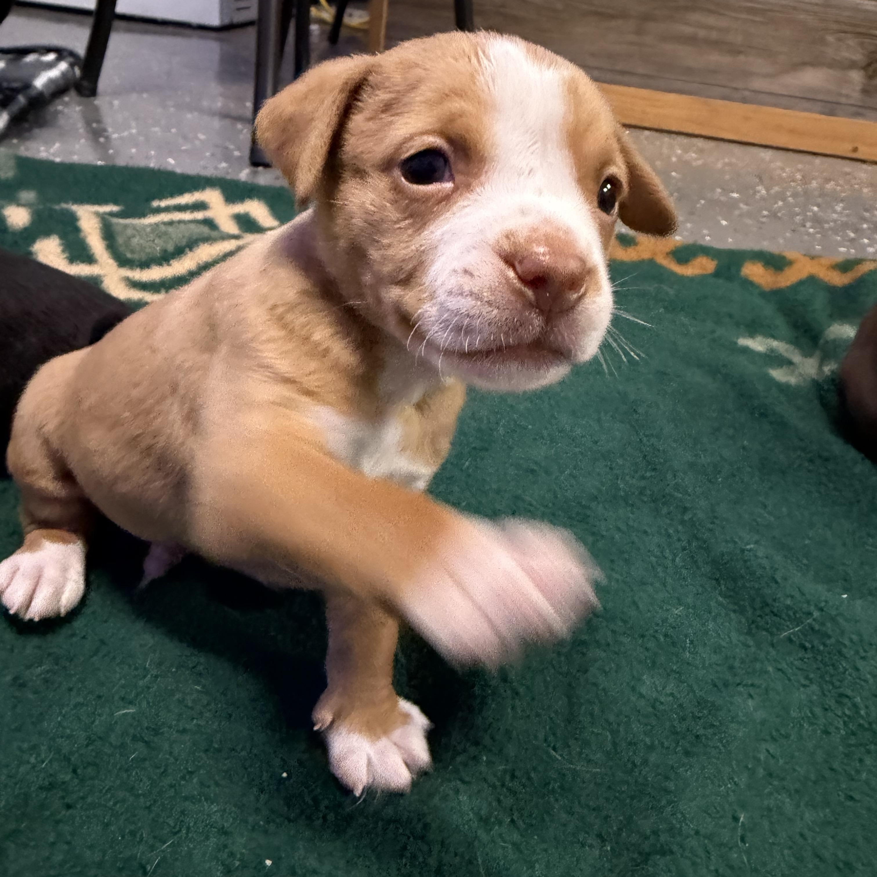 Enlarge Rio, an adopted mixed breed in Bettendorf, IA image 3/5