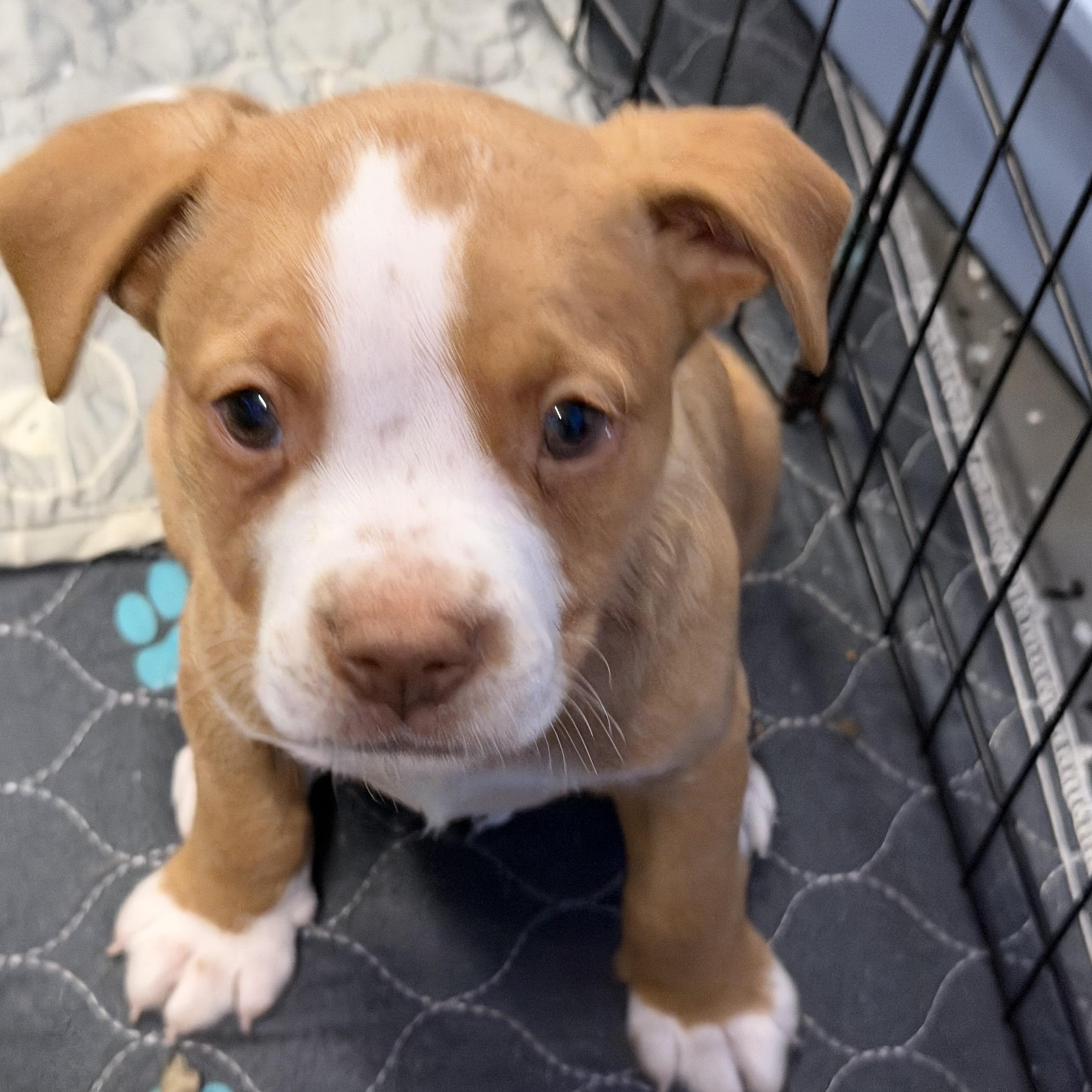 Enlarge Rio, an adopted mixed breed in Bettendorf, IA image 5/5