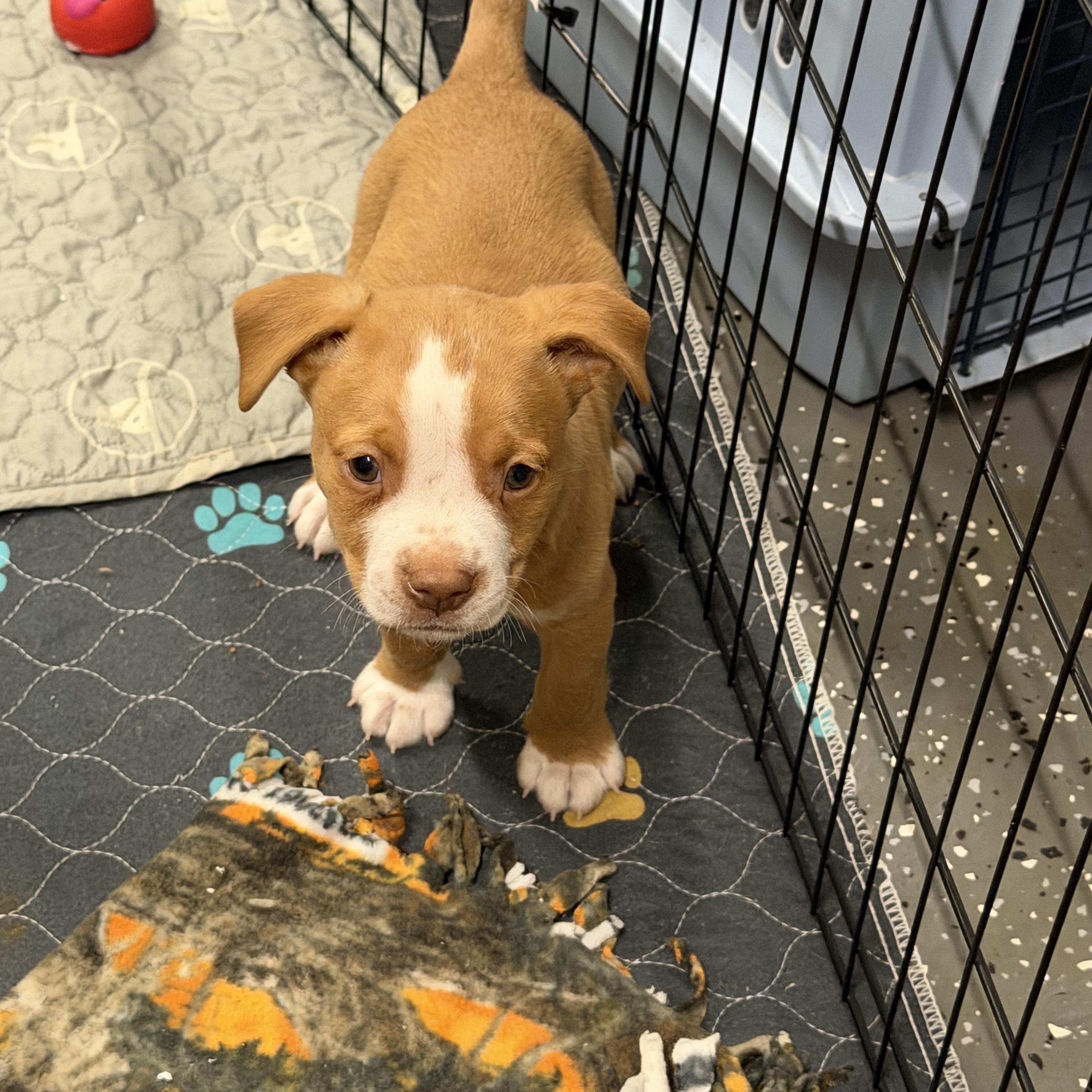 Enlarge Rio, an adopted mixed breed in Bettendorf, IA image 4/5