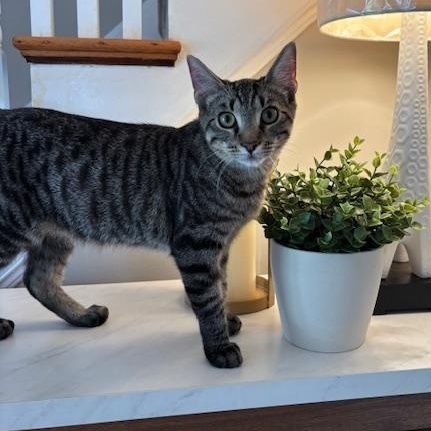 Miss Cuddles & Rocky – A Bonded Duo Full of Love and Laughter