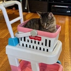 Miss Cuddles & Rocky – A Bonded Duo Full of Love and Laughter, a Adoptable Domestic Short Hair in Braintree, MA image 5/6