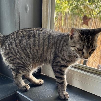 Miss Cuddles & Rocky – A Bonded Duo Full of Love and Laughter, a Adoptable Domestic Short Hair in Braintree, MA image 2/6