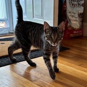 Miss Cuddles & Rocky – A Bonded Duo Full of Love and Laughter, a Adoptable Domestic Short Hair in Braintree, MA image 4/6