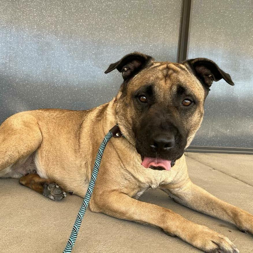Enlarge Uma, a Adoptable Mastiff in Wichita, KS image 1/6