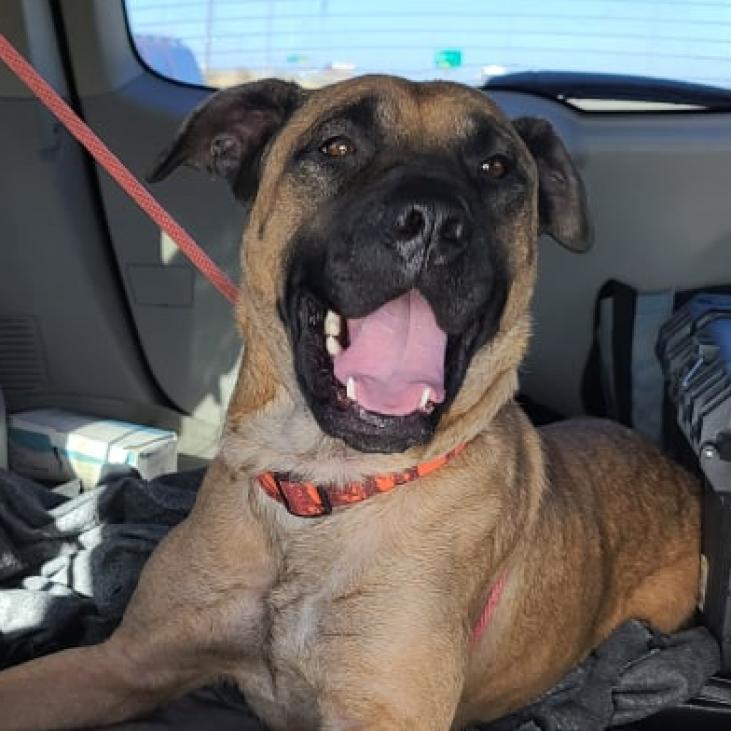 Enlarge Uma, a Adoptable Mastiff in Wichita, KS image 2/6