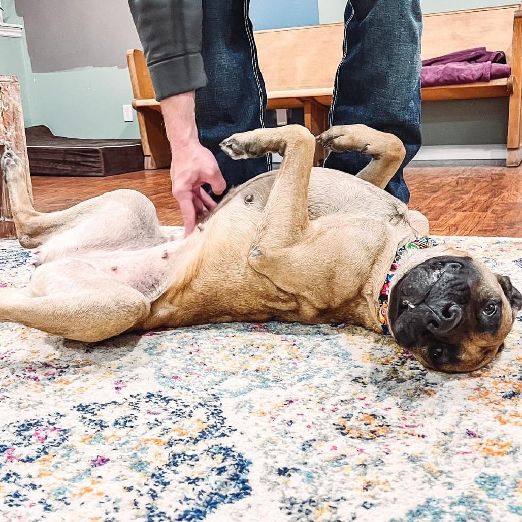 Enlarge Uma, a Adoptable Mastiff in Wichita, KS image 3/6