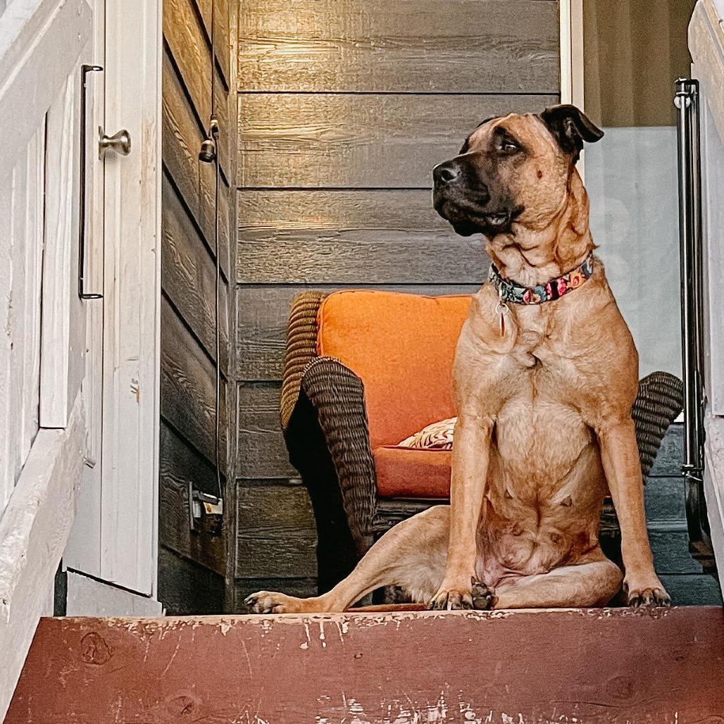 Enlarge Uma, a Adoptable Mastiff in Wichita, KS image 4/6