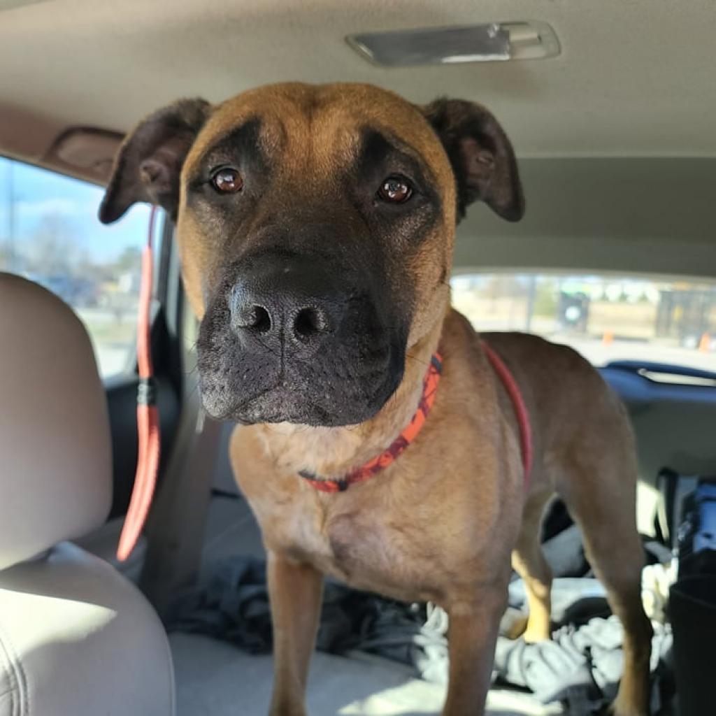 Enlarge Uma, a Adoptable Mastiff in Wichita, KS image 5/6
