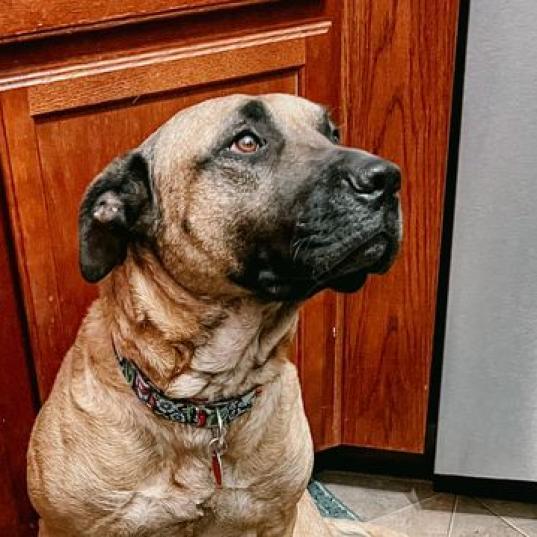 Enlarge Uma, a Adoptable Mastiff in Wichita, KS image 6/6
