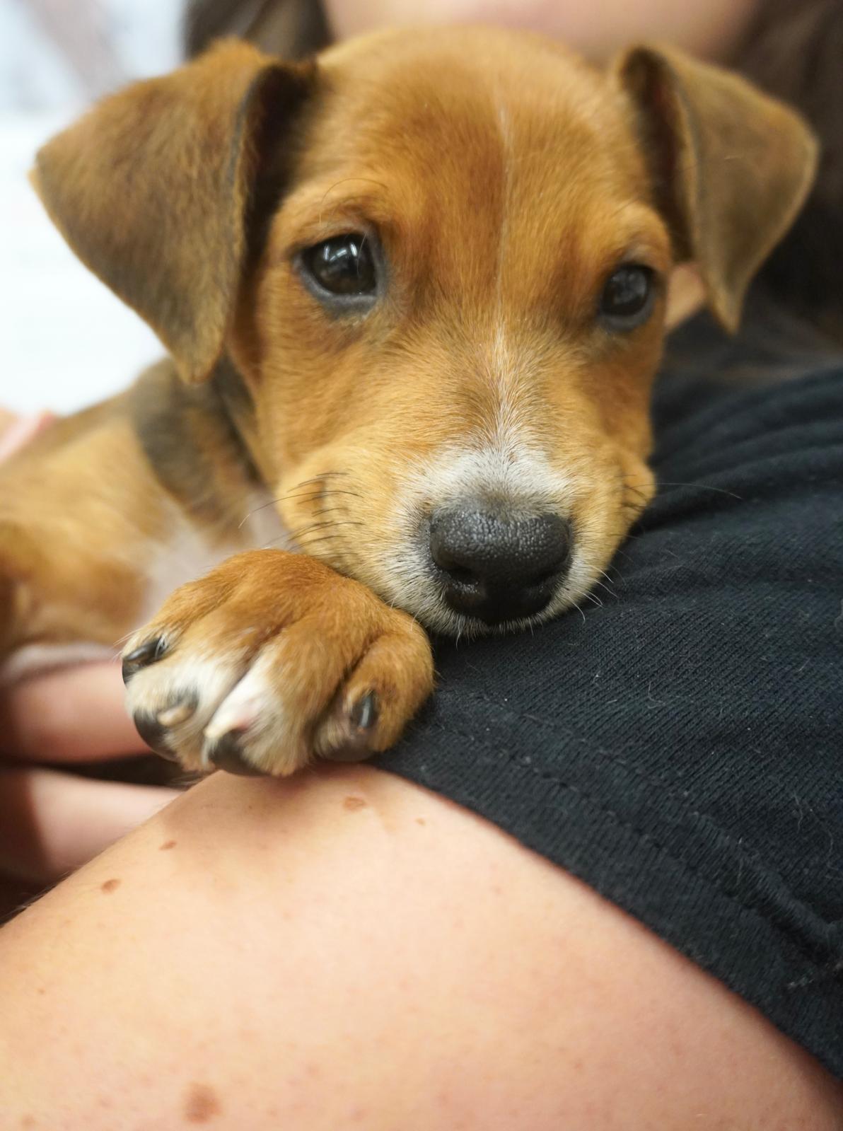 Wonton, a Adopted Terrier in Lake Hopatcong, NJ image 1/3