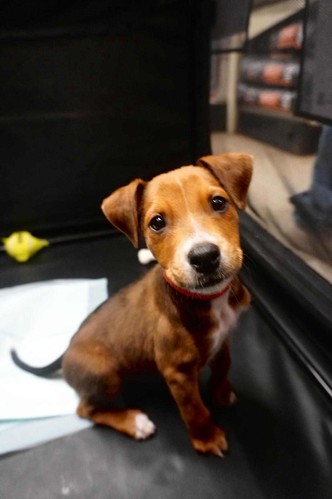 Wonton, a Adopted Terrier in Lake Hopatcong, NJ image 2/3