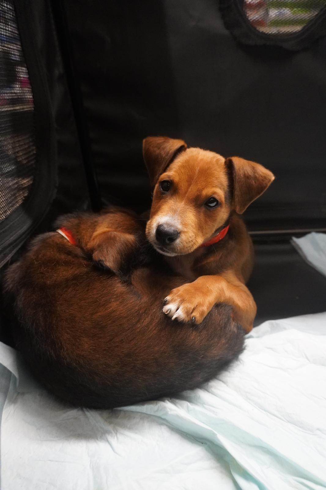 Wonton, a Adopted Terrier in Lake Hopatcong, NJ image 3/3
