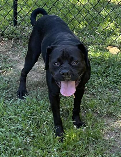 Harley (HW+), Adoptable, Young Female Boxer & Mixed Breed.