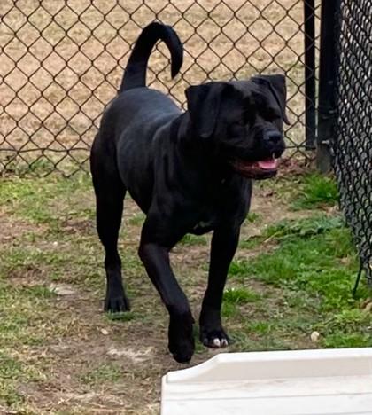 Harley (HW+), Adoptable, Young Female Boxer & Mixed Breed.