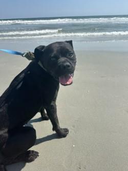 Harley (HW+), a Adoptable mixed breed in Conway, SC image 3/3