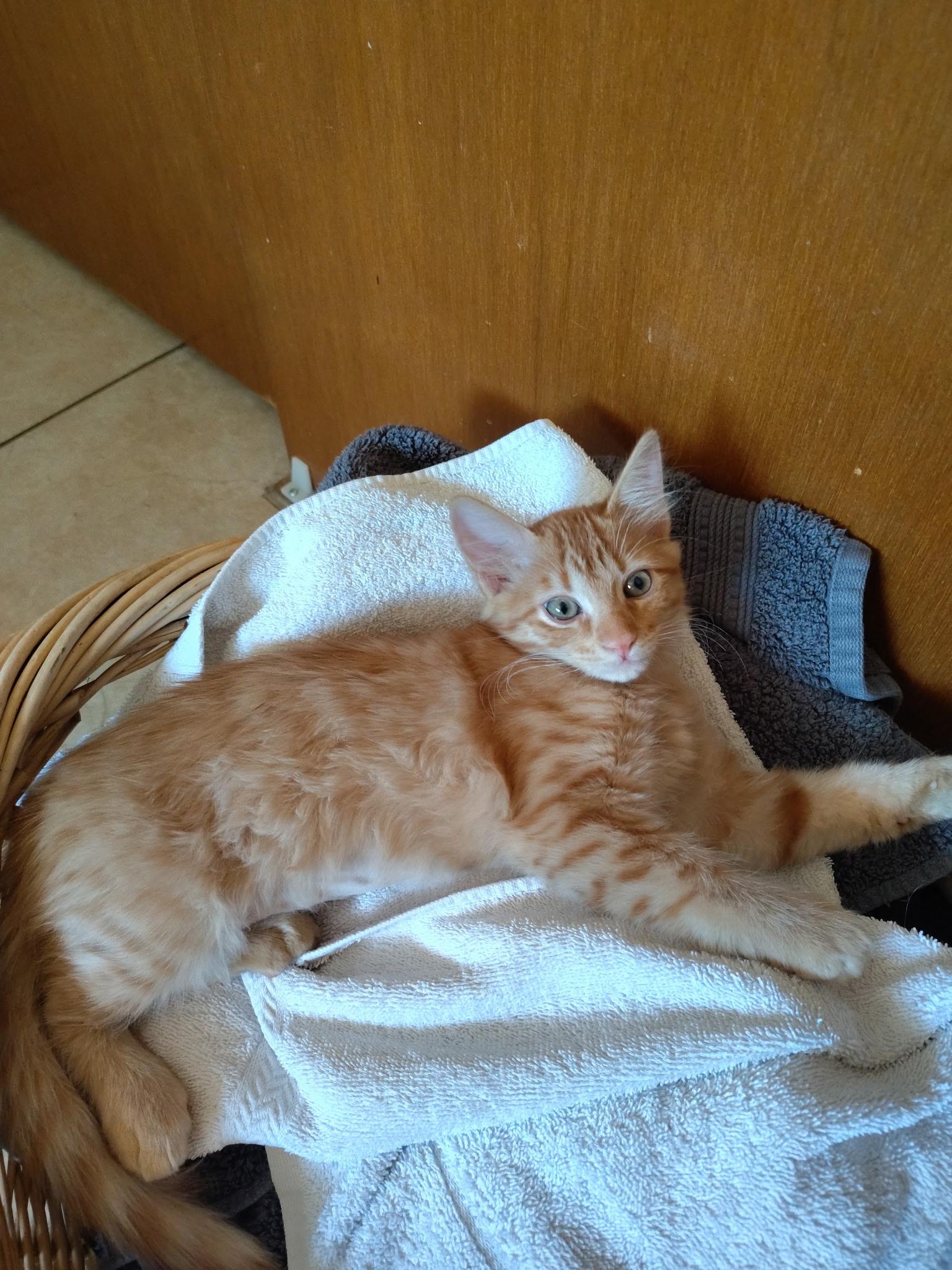 Cinnamon