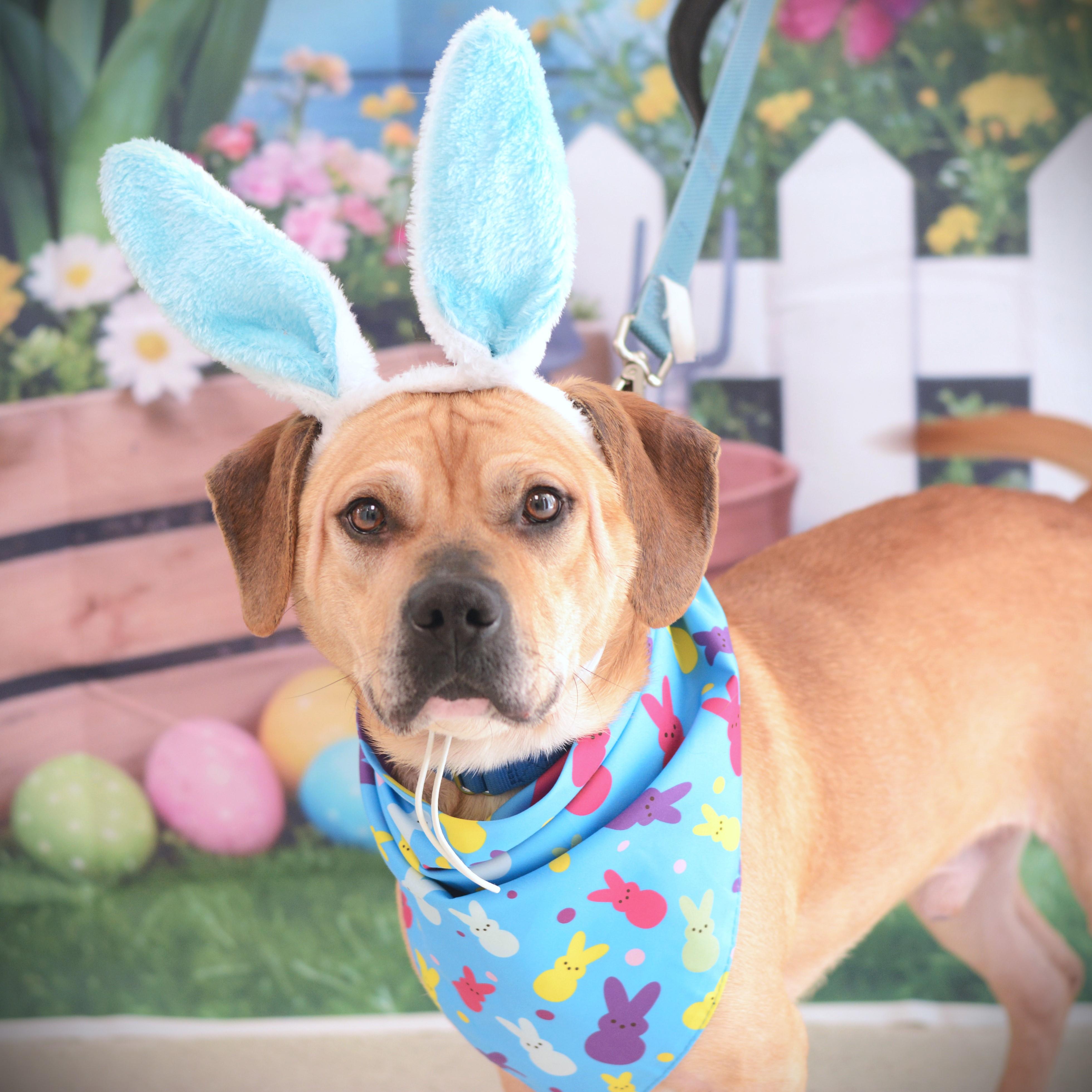 Brownie, adoptable, Adult Male Beagle.