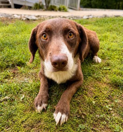 Enlarge Ripley, a ADOPTABLE mixed breed in Dahlonega, GA image 1/1