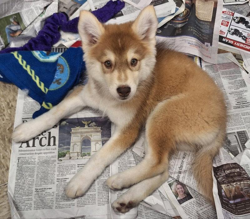 Chianti, Adoptable, Puppy Female Husky.