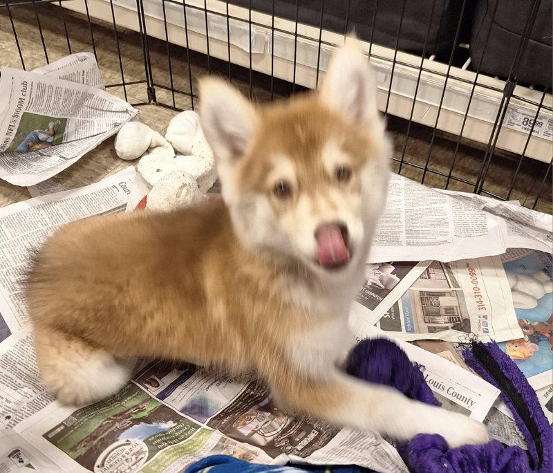 Enlarge Chianti, a Adoptable Husky in House Springs, MO image 3/3
