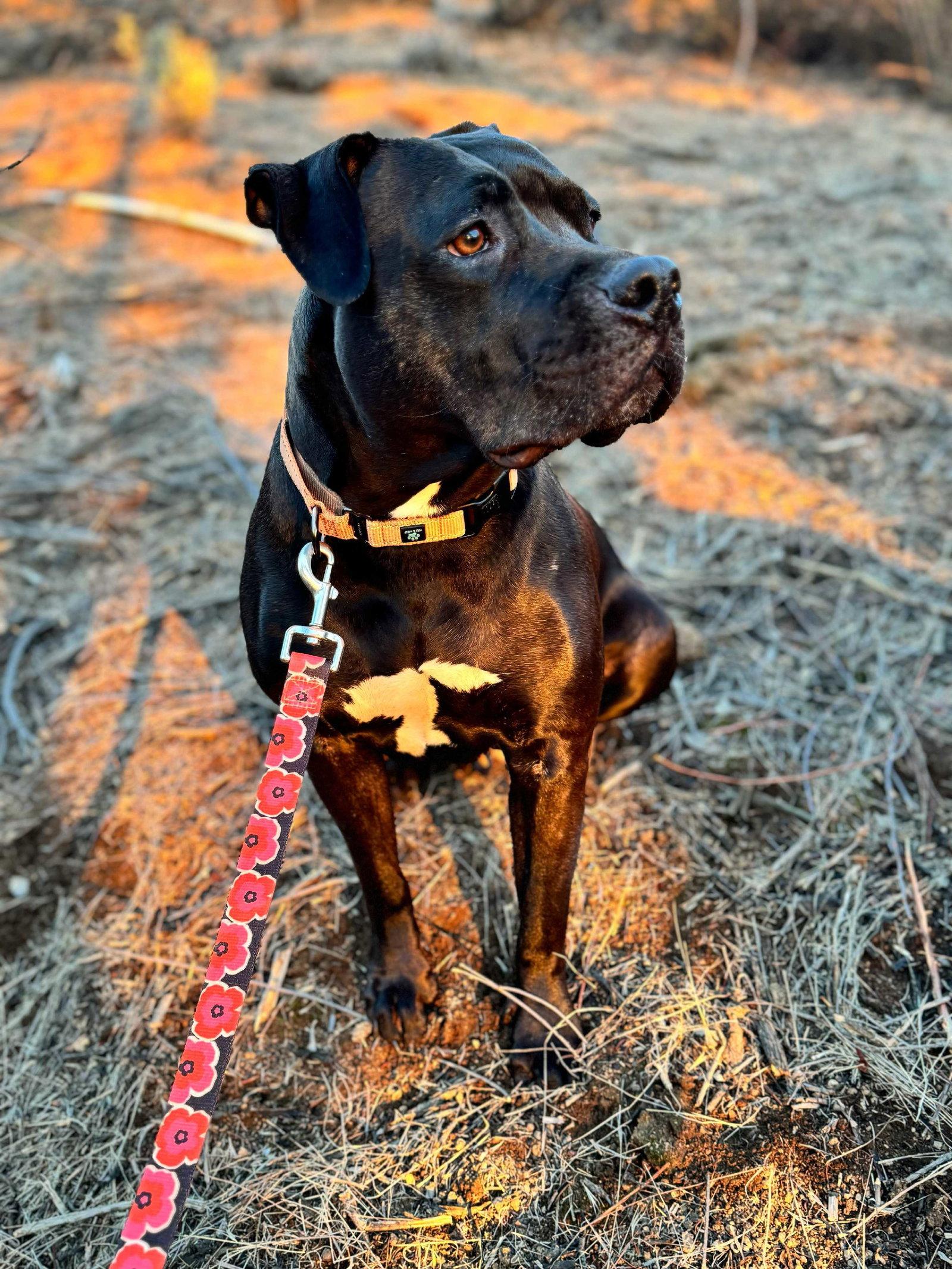 Lilo, Adoptable, Adult Female Pit Bull Terrier.
