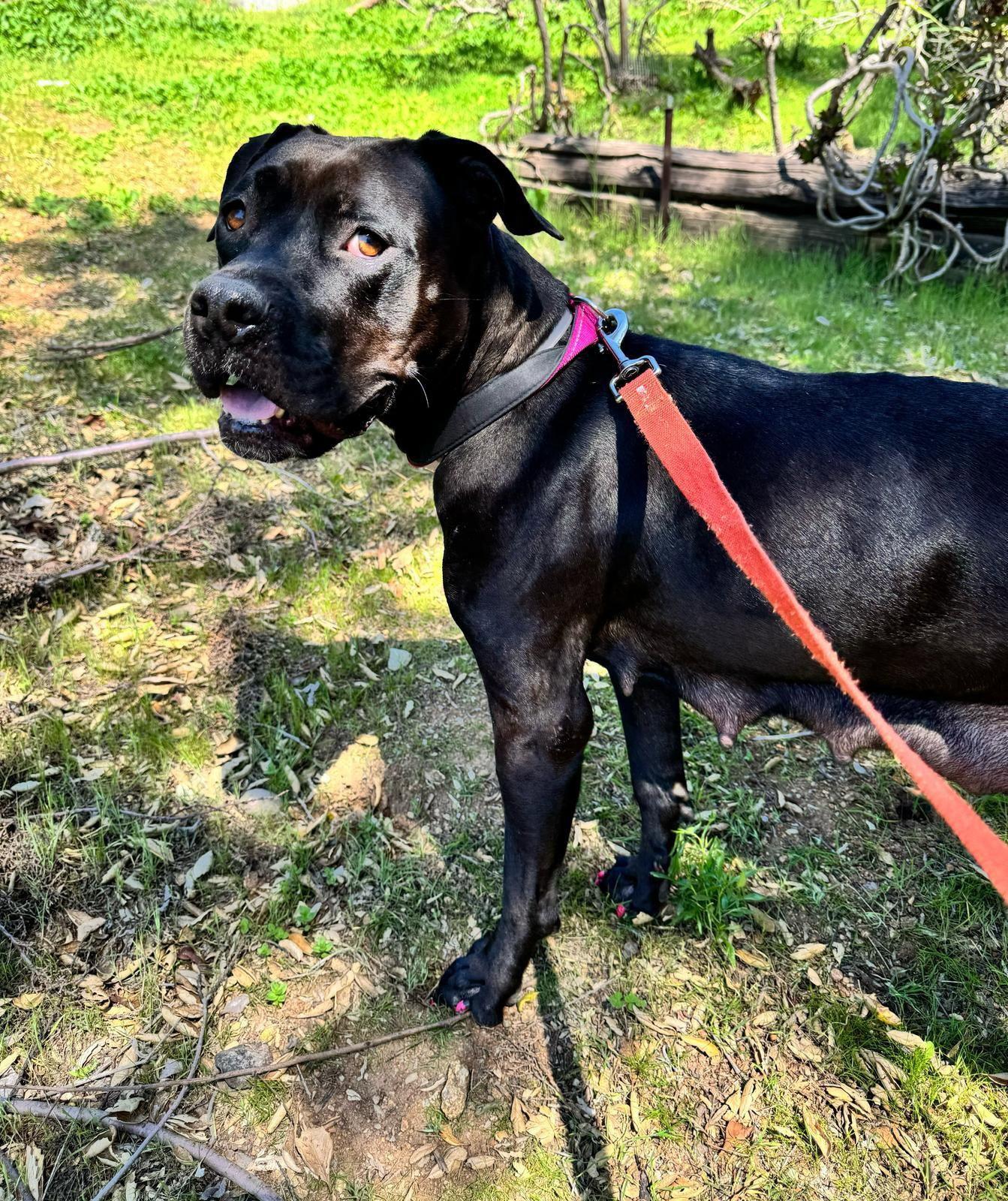 Enlarge Lilo, a Adoptable Pit Bull Terrier in San Diego, CA image 2/3