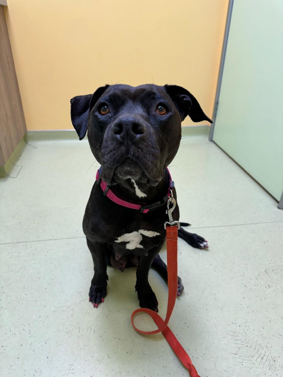 Enlarge Lilo, a Adoptable Pit Bull Terrier in San Diego, CA image 3/3