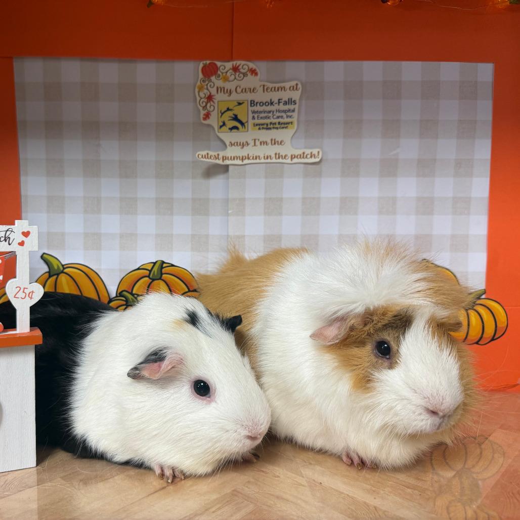 Piggie, Adoptable, Adult Male Guinea Pig.