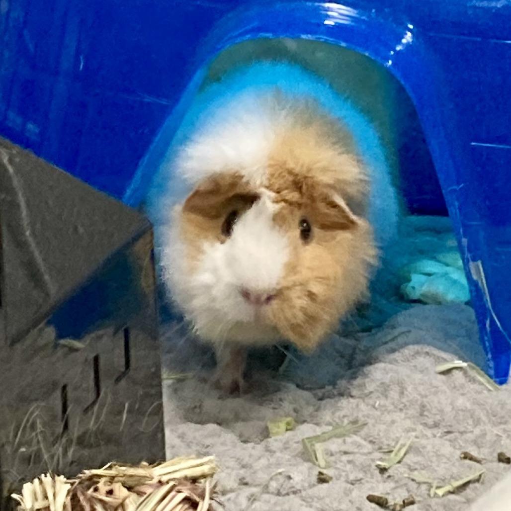 Enlarge Piggie, a Adoptable Guinea Pig in Brookfield, WI image 3/3