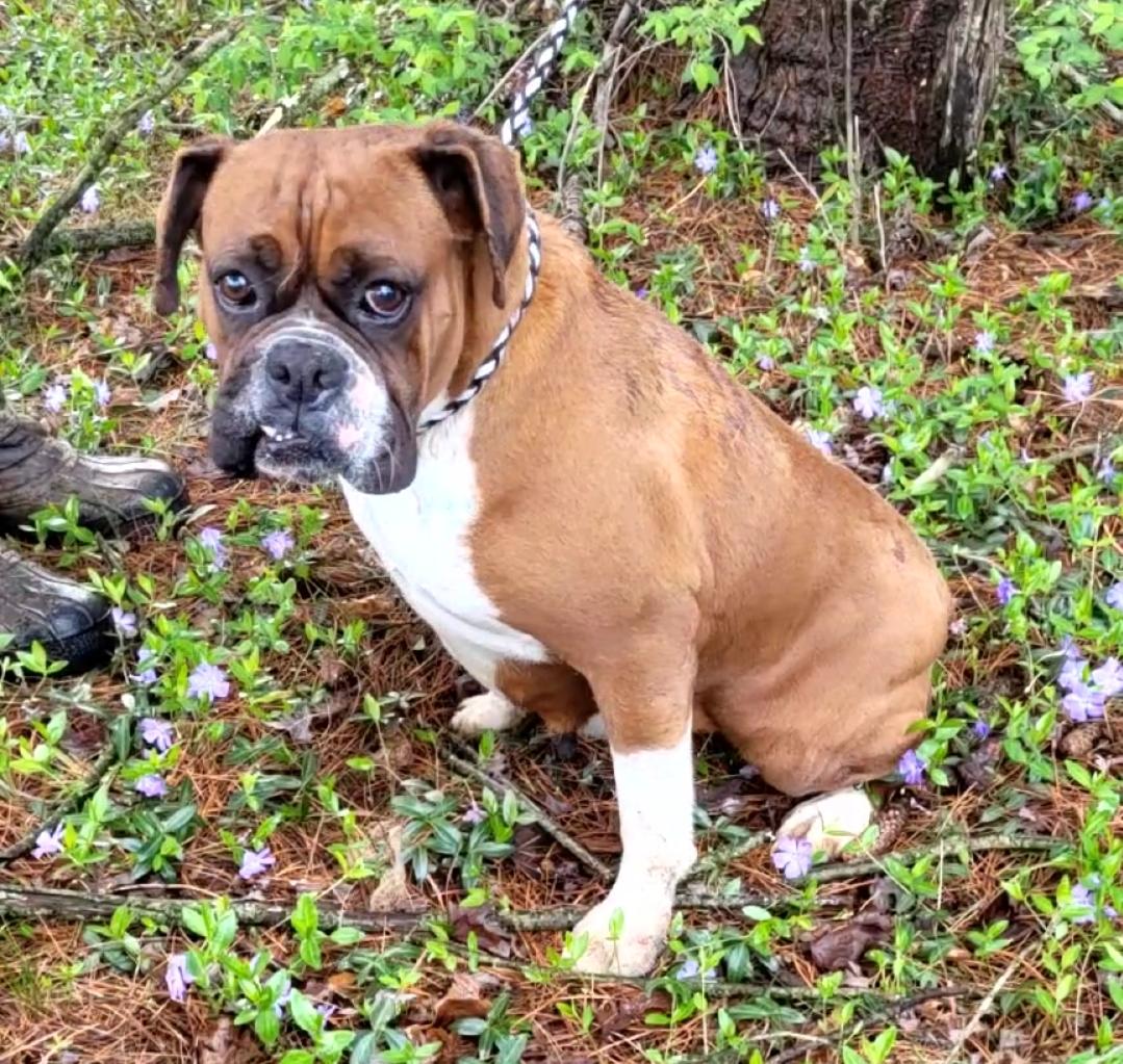 KARMEL- Dark fawn boxer female, a Adoptable Boxer in Woodsfield, OH image 1/4