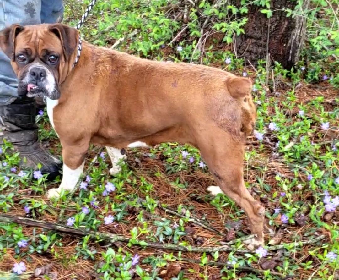 KARMEL- Dark fawn boxer female, a Adoptable Boxer in Woodsfield, OH image 2/4