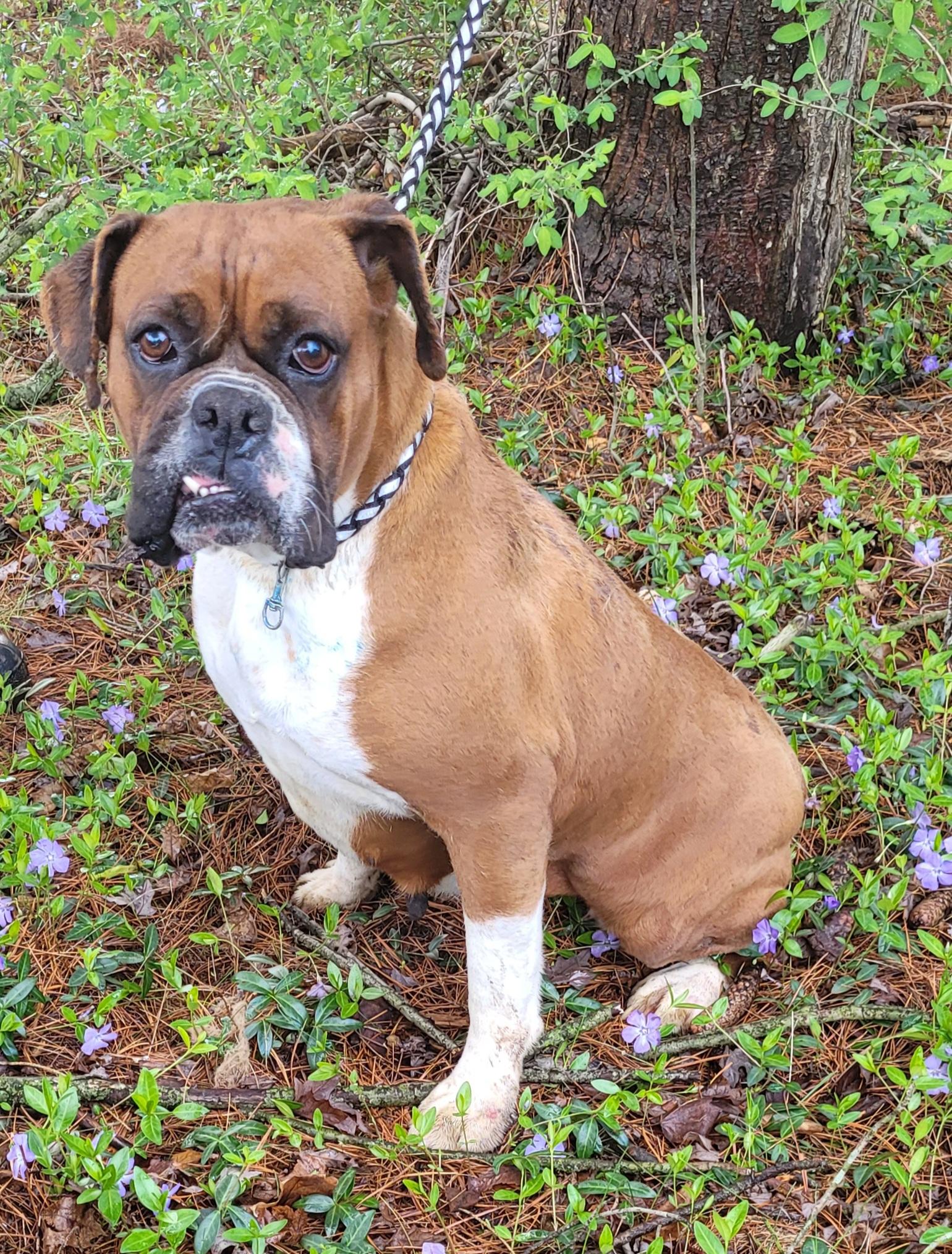 KARMEL- Dark fawn boxer female, a Adoptable Boxer in Woodsfield, OH image 3/4