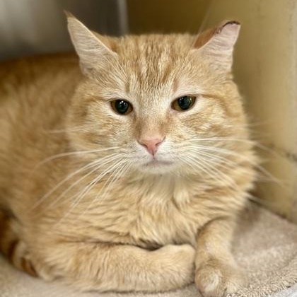 Catnelius, a ADOPTABLE Domestic Medium Hair in Athens, GA image 3/3