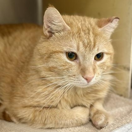 Catnelius, a ADOPTABLE Domestic Medium Hair in Athens, GA image 2/3