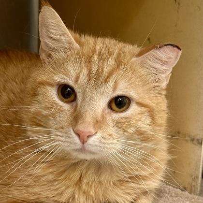 Catnelius, a ADOPTABLE Domestic Medium Hair in Athens, GA image 1/3