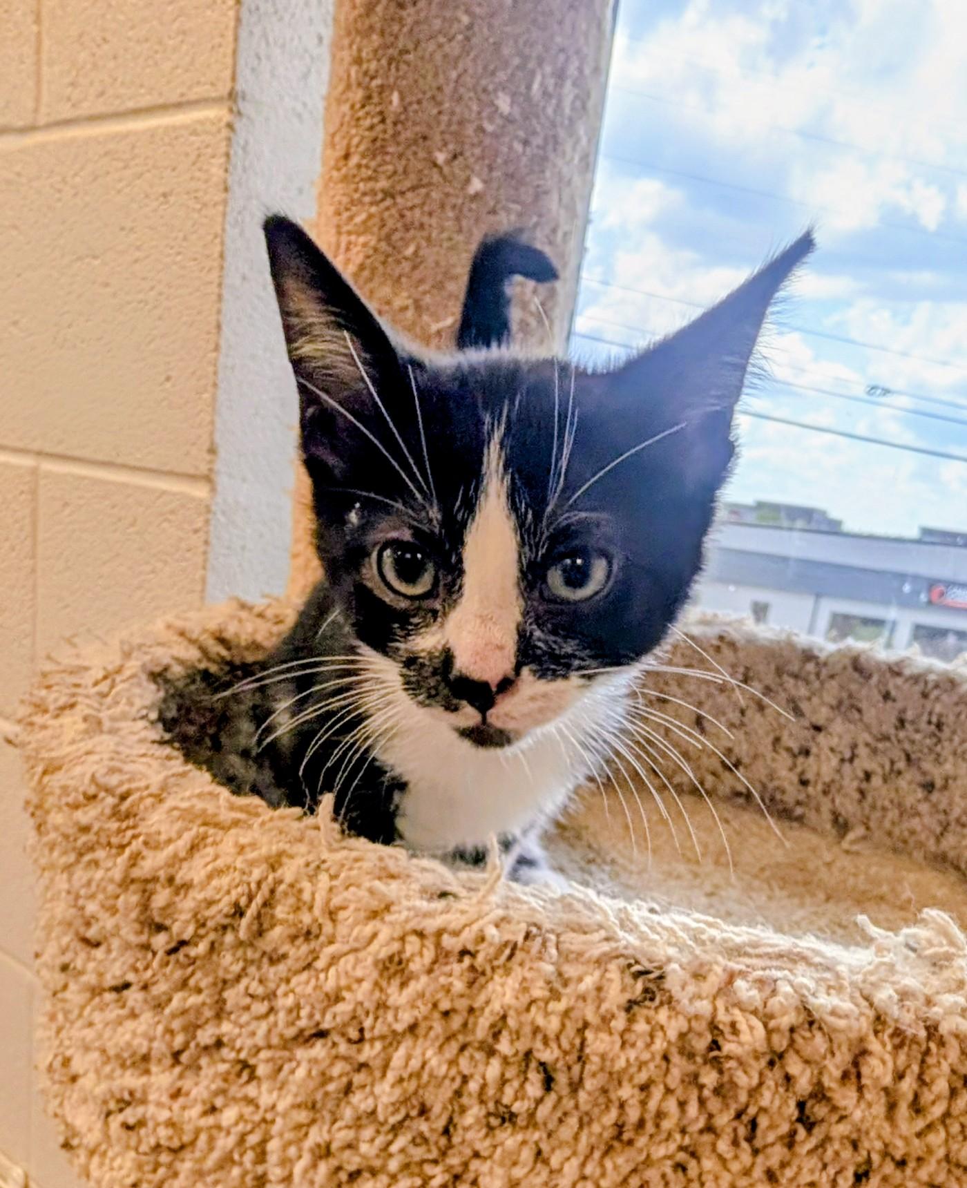 Torracat, ADOPTABLE, Young Male American Shorthair.