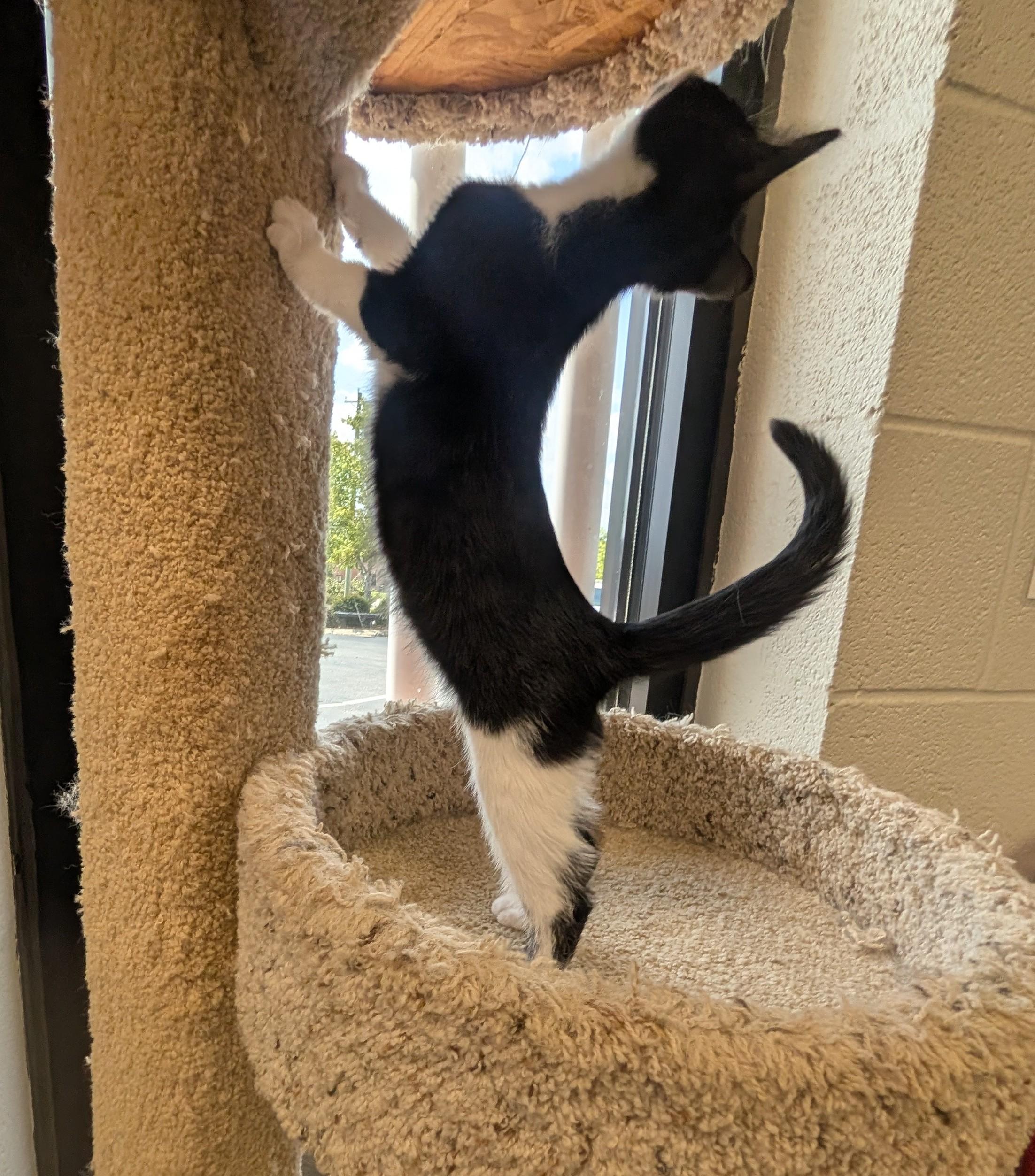 Enlarge Torracat, a ADOPTABLE American Shorthair in Mount Juliet, TN image 4/4