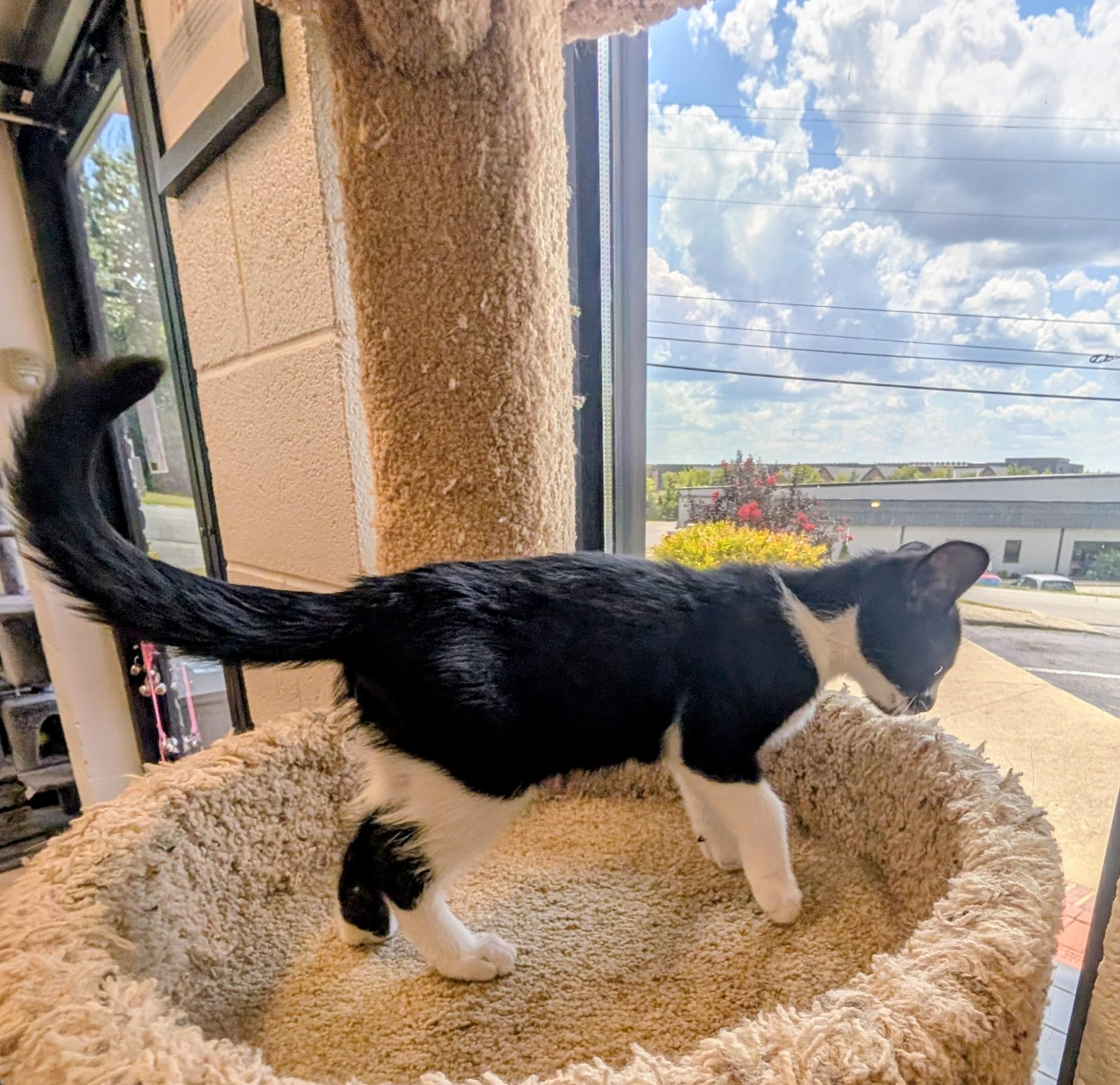 Enlarge Torracat, a ADOPTABLE American Shorthair in Mount Juliet, TN image 3/4