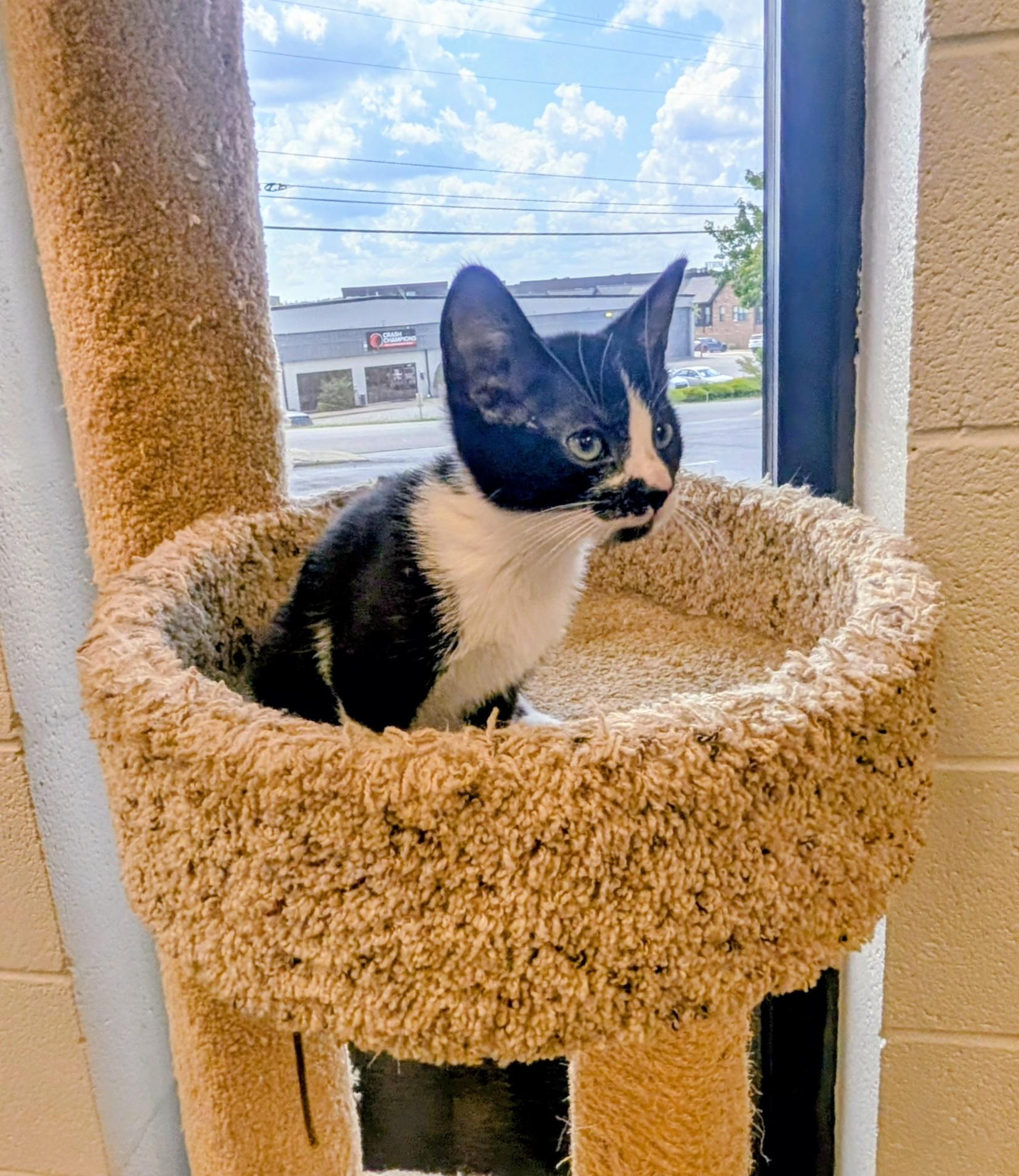 Enlarge Torracat, a ADOPTABLE American Shorthair in Mount Juliet, TN image 2/4
