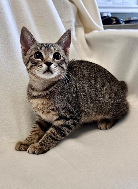 Mosey, Young Male Domestic Short Hair