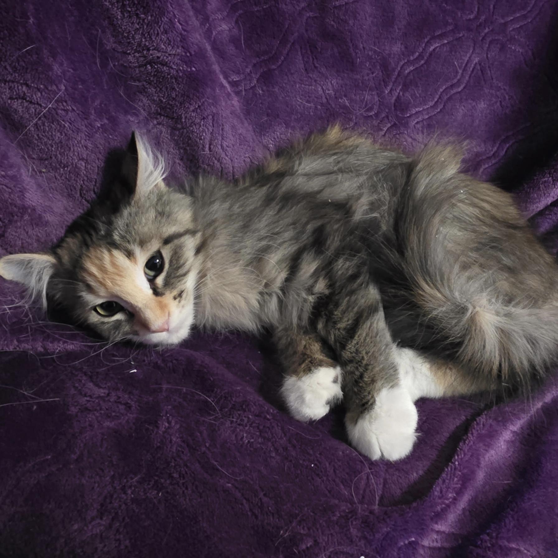 Enlarge Nod, an adopted Calico in Bentonville, AR image 2/2