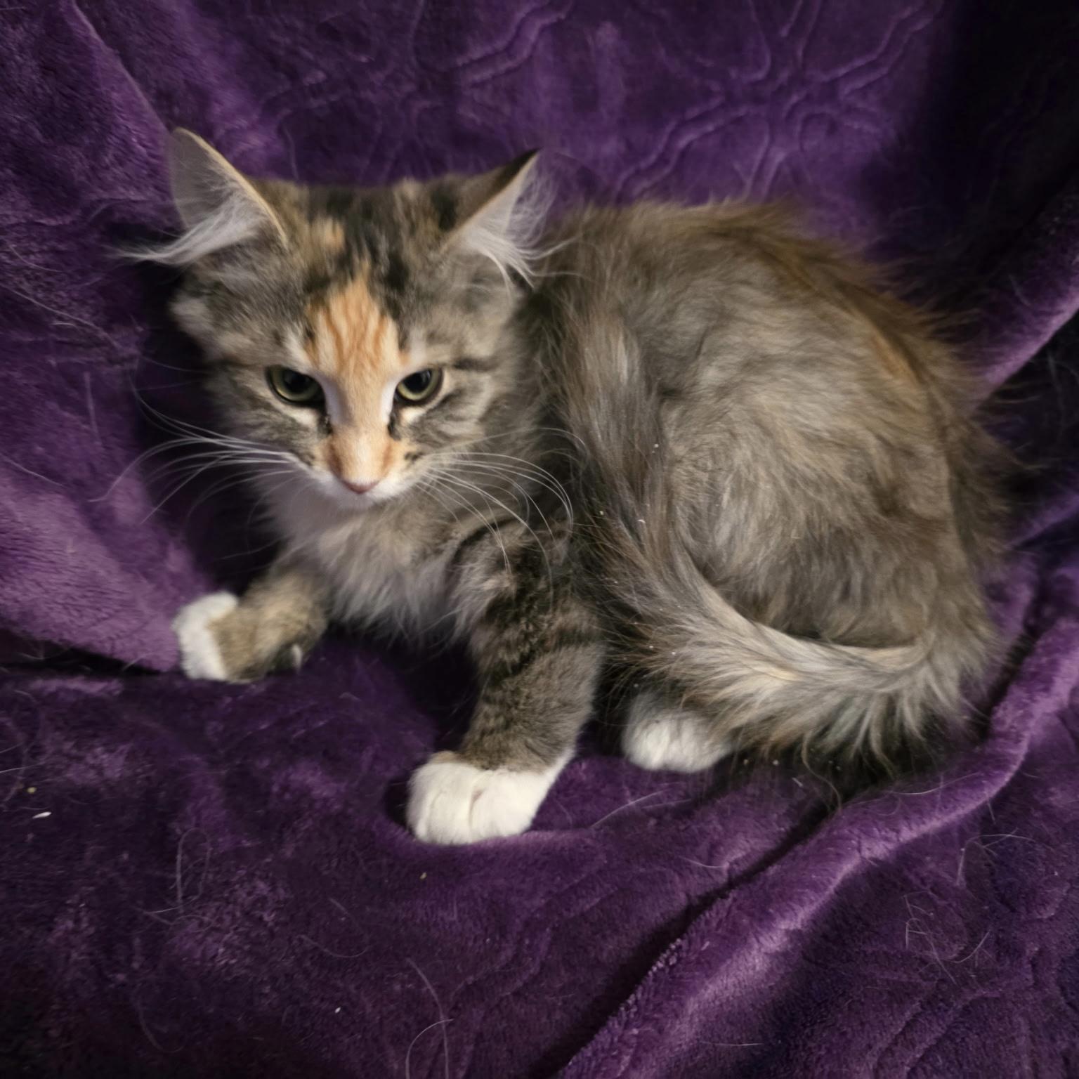 Enlarge Nod, an adopted Calico in Bentonville, AR image 1/2