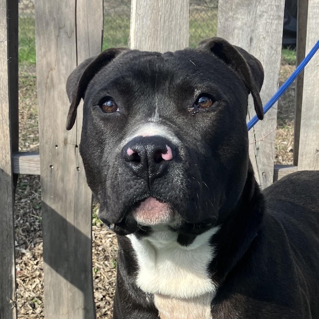 Travis, a Adoptable Mixed Breed in Pulaski, TN image 1/6