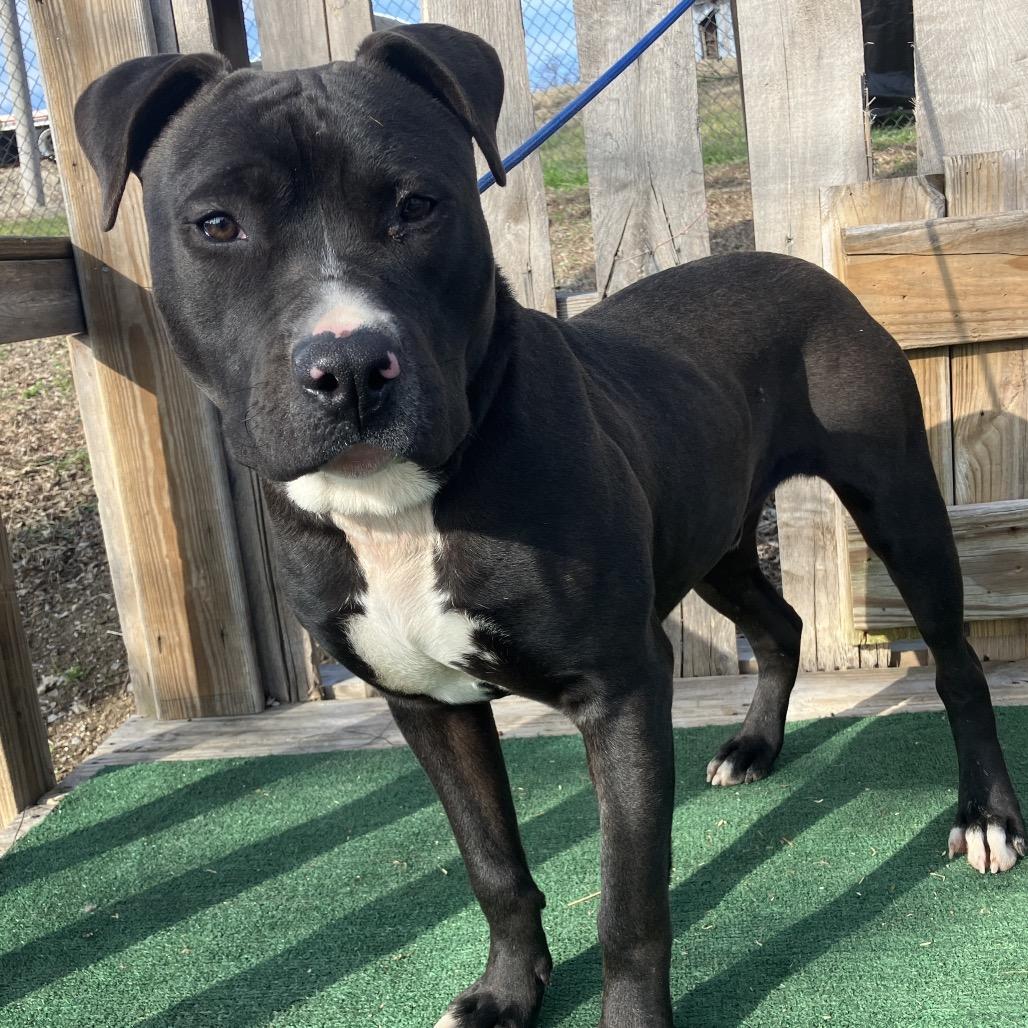 Travis, a Adoptable Mixed Breed in Pulaski, TN image 2/6